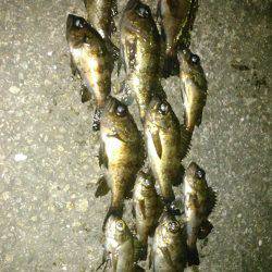 リハビリ釣行の巻